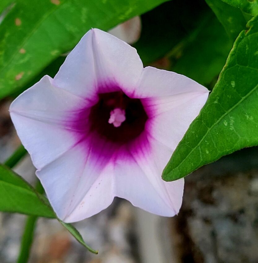 Growing Sweet Potatoes Year Round! • South Florida Gardening