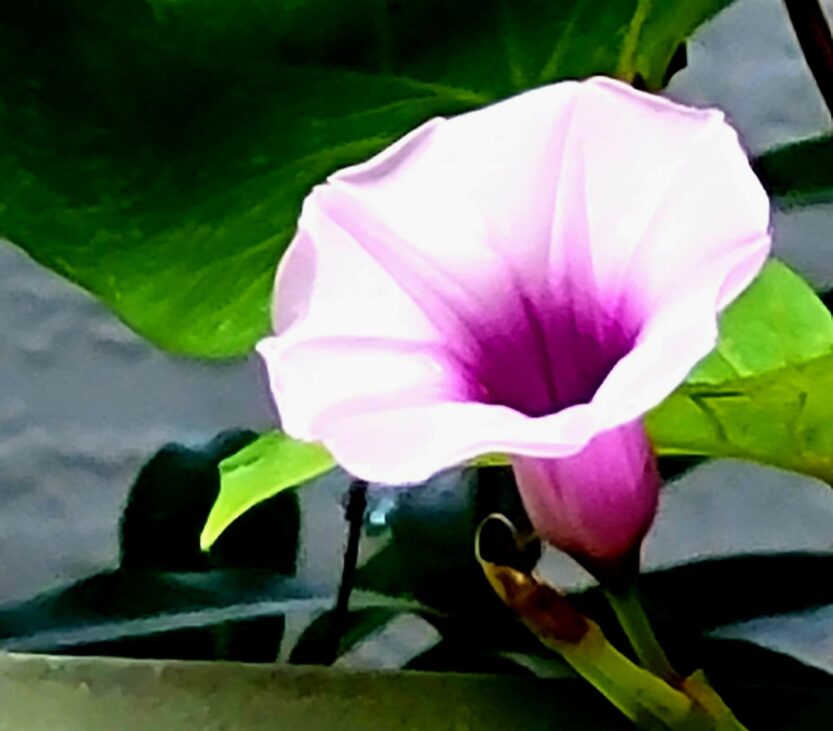 Growing Sweet Potatoes Year Round! • South Florida Gardening