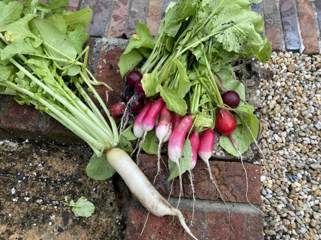 Pink and purple radishes and one daikon on garden bed
