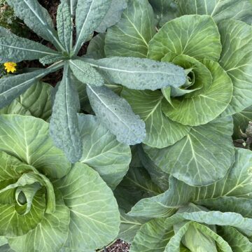 SUMMER CROPS CENTRAL FLORIDA visual data 5