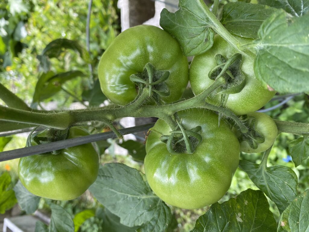 Full sized green tomatoes on the vine