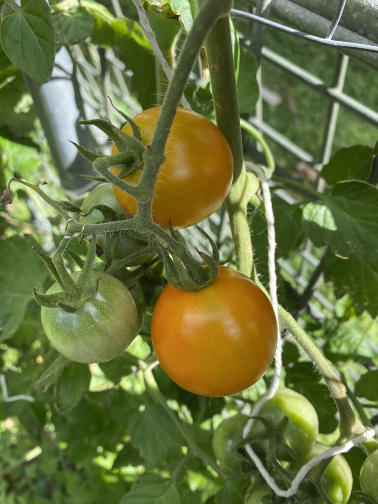 Large orange cherry tomatoes